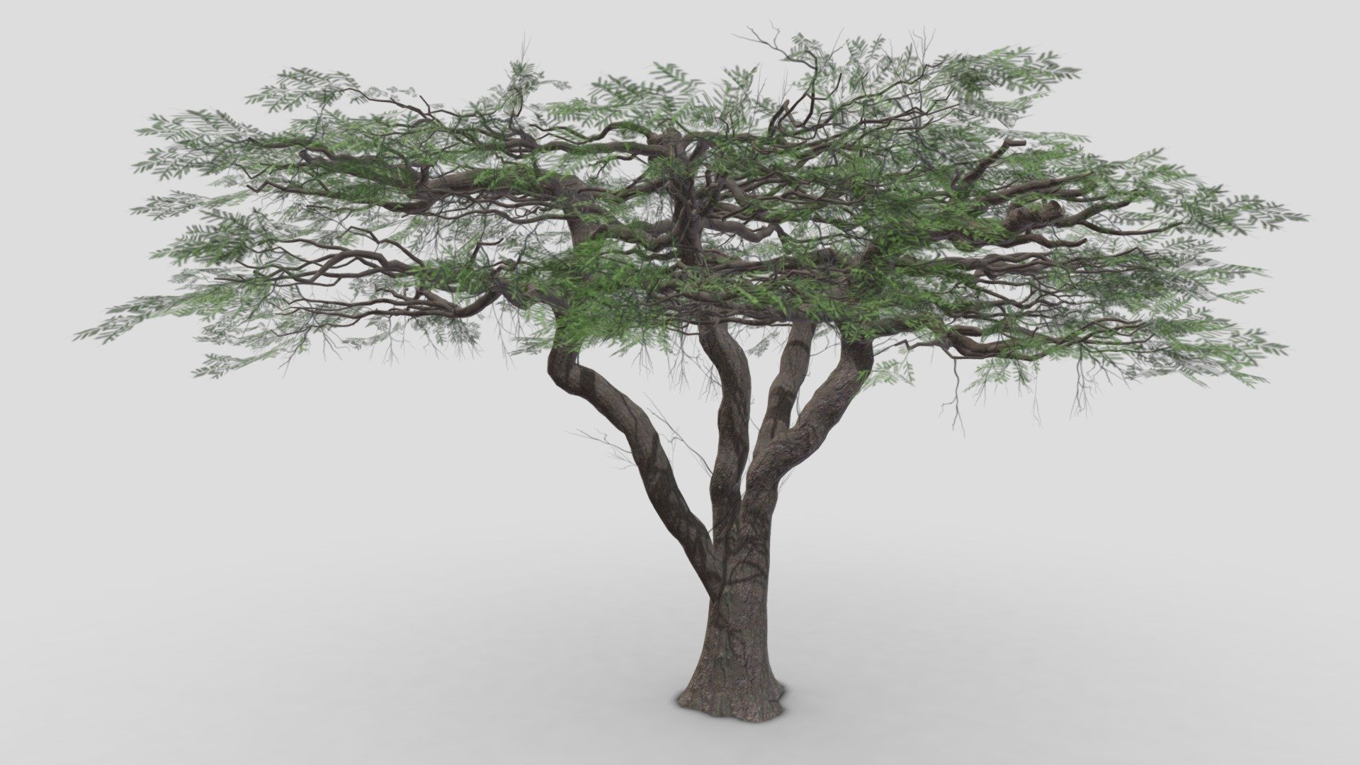 acacia, (genus Acacia), genus of about 160 species of trees and shrubs in the pea family (Fabaceae). Acacias are native to tropical and subtropical regions of the world, particularly Australia (where they are called wattles) and Africa, where they are well-known landmarks on the veld and savanna 3d model