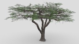 African Acacia Tree-S12 acacia, umbrella, african, lowpolymodel, 3dtree, 3dplant, fabaceae, umbrellatree, umbrella-tree, umbrella3d, 3dtreelowpoly, umbrella-acacia