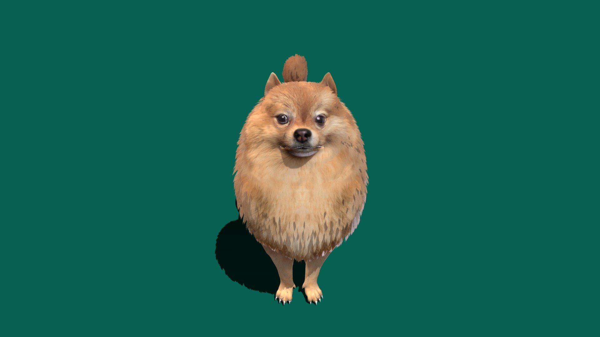 Pomeranian 4K Textures 
 Diffuse 
 Metallic
 Roughness
 Normal Map
 

The Pomeranian is a breed of dog of the Spitz type that is named for the Pomerania region in north-west Poland and north-east Germany in Central Europe. Classed as a toy dog breed because of its small size, the Pomeranian is descended from larger Spitz-type dogs, specifically the German Spitz 3d model