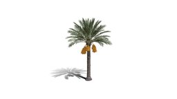 Realistic HD Date palm (11/78) trees, tree, plant, plants, africa, palm, desert, outdoor, foliage, nature, agricultural, middle-east, savana