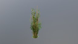 Wild bamboo cluster