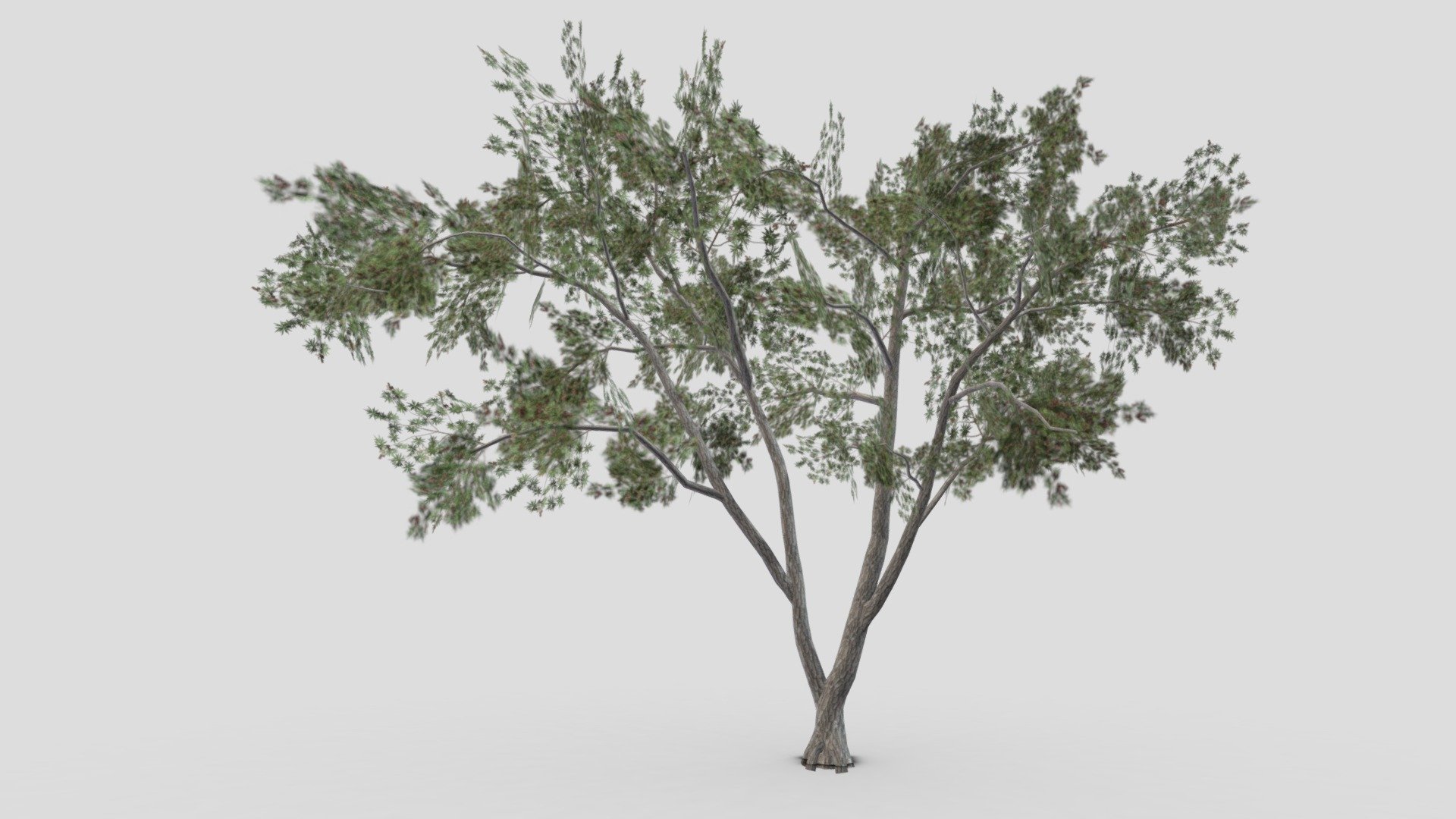 This is a low poly 3D Model of the Conocarpus Tree. I tried to make a low poly model so you can use this 3D model in your projects 3d model