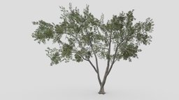 Conocarpus Tree- 09 