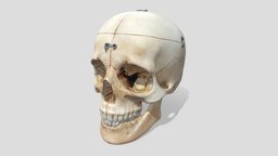Skull Model organ, object, product, prop, item, furniture, science, head, medicine, headmodel, medical, human, person