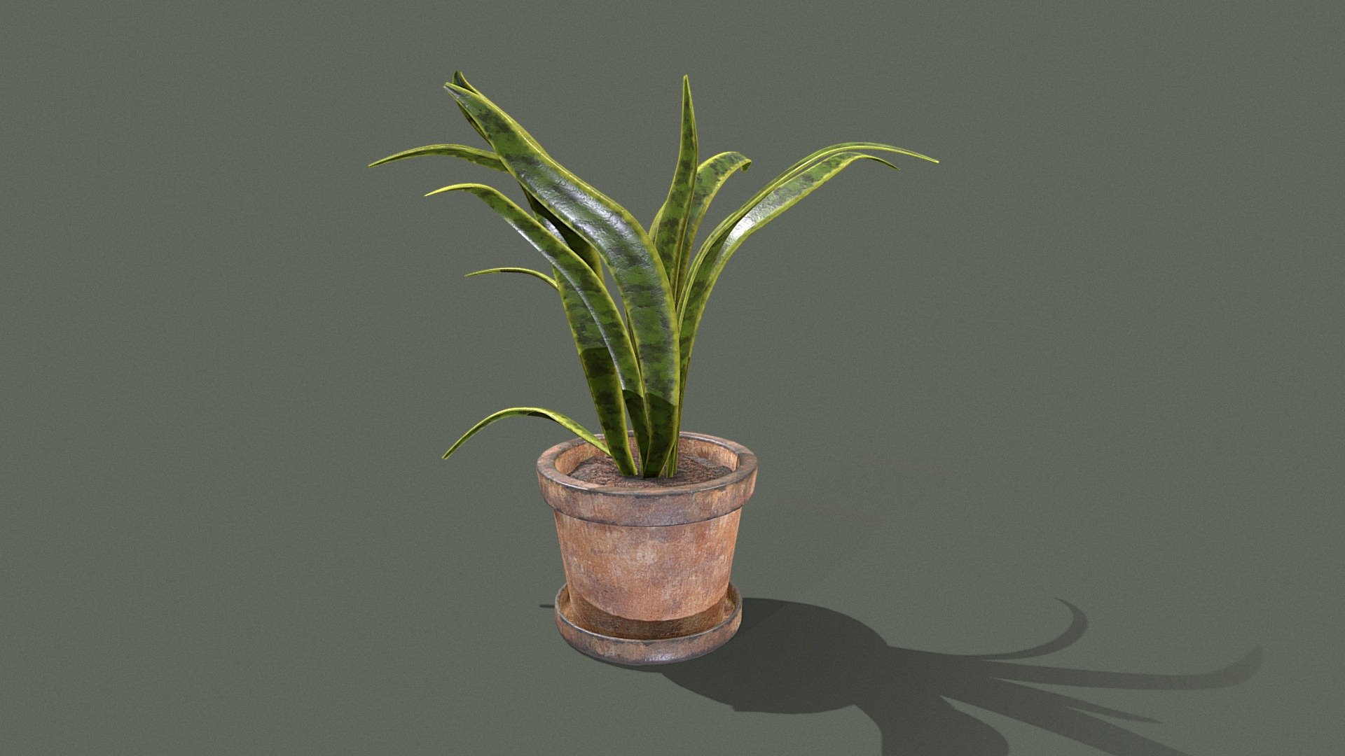 Simple snake plant, useful prop for any sort of interior/exterior environment.  Plant also contains a worn plant pot and dish.

PBR textures @4k - Snake plant - Buy Royalty Free 3D model by Sousinho 3d model