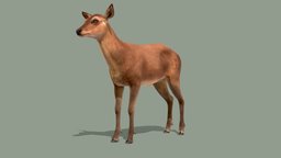 Red Deer Doe animations red, forest, wild, doe, elk