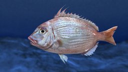 sea bream(Evynnis cardinalis ) fish, animals, seafish, game, creature, animation, sea