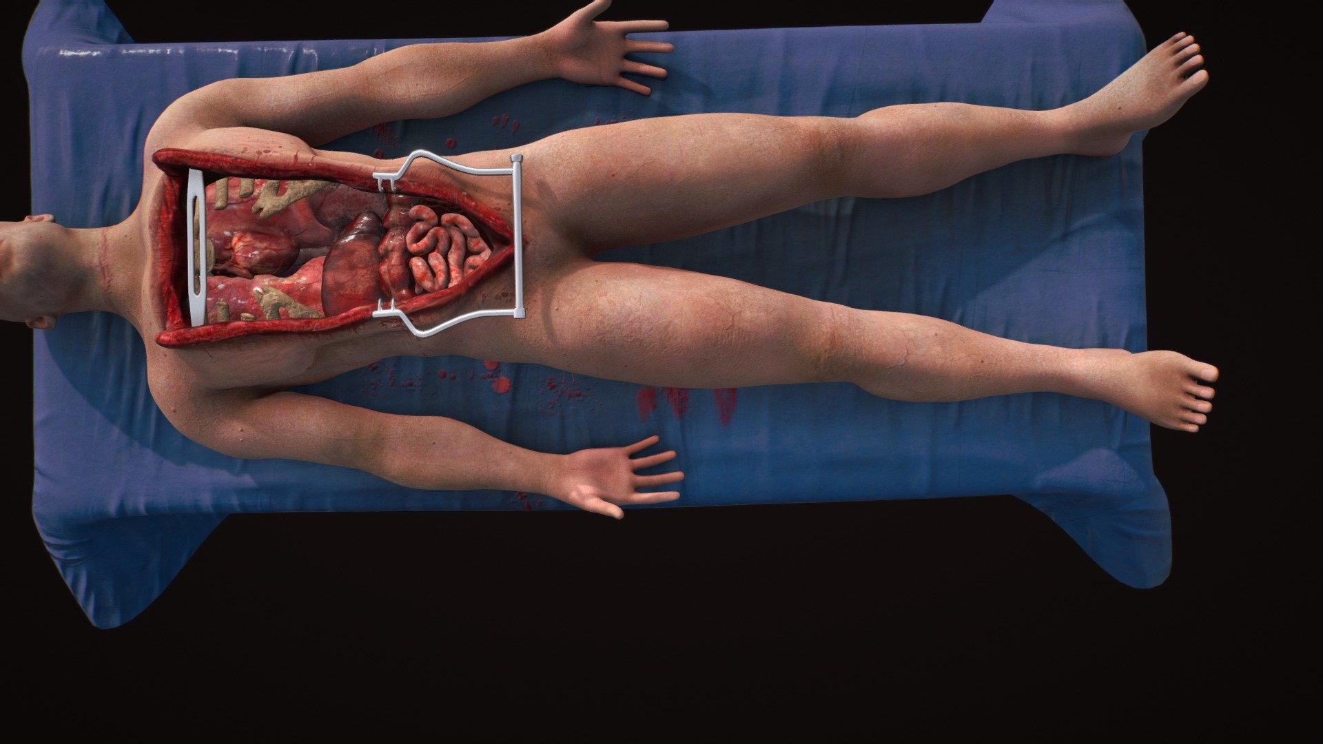 Disected  Male Body ( Zbrush+Sunstance Painter) - An Autopsy - 3D model by artmellows 3d model