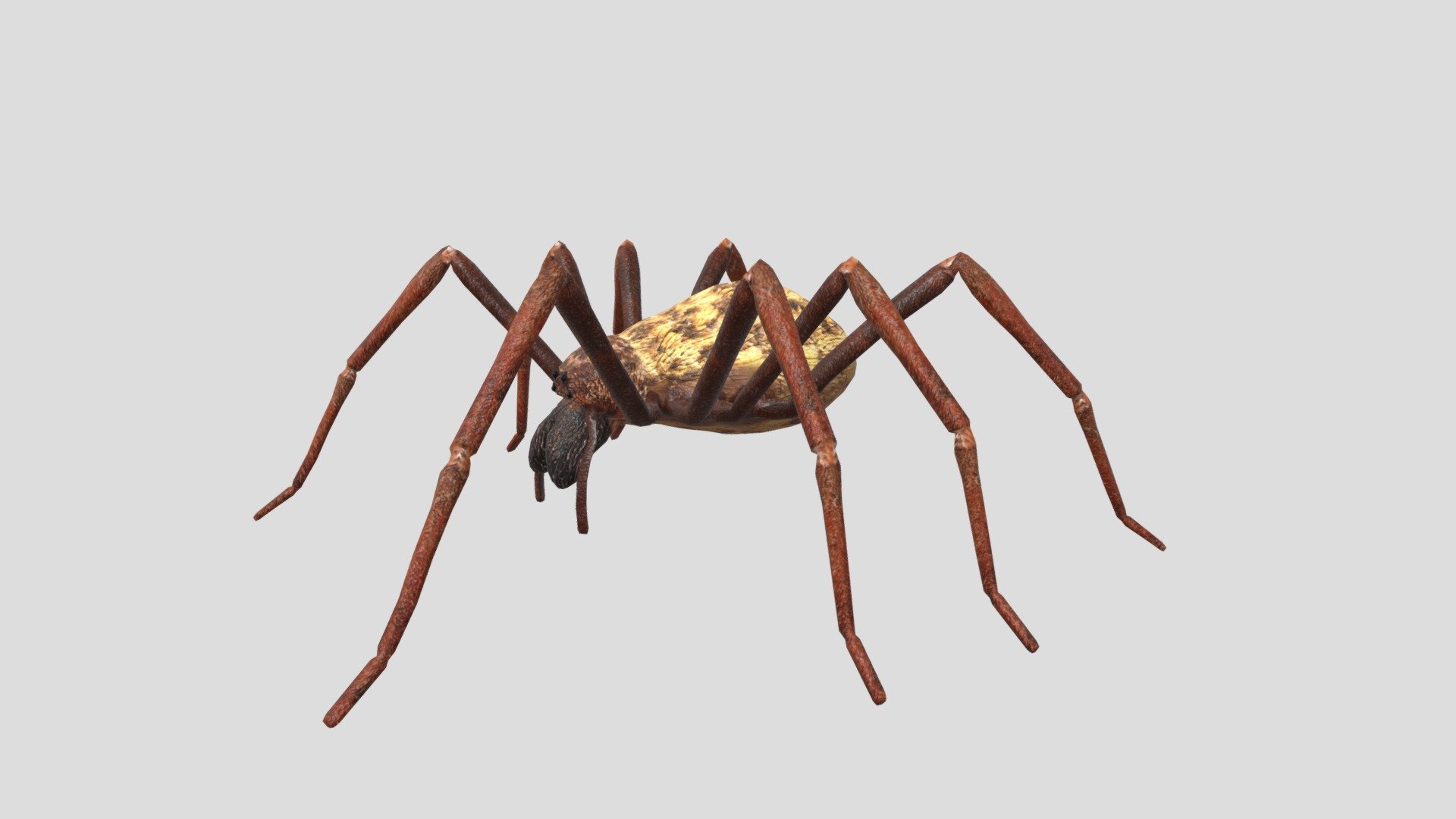 Digital 3d model of house spider.

The product includes:

-The model is one single object

-All textures and materials are mapped in every format.

-Textures JPEG- color,normal,specular and roughness maps.

-Texture size 2048 x 2048 pxls.

-No special plugin needed to open scene 3d model