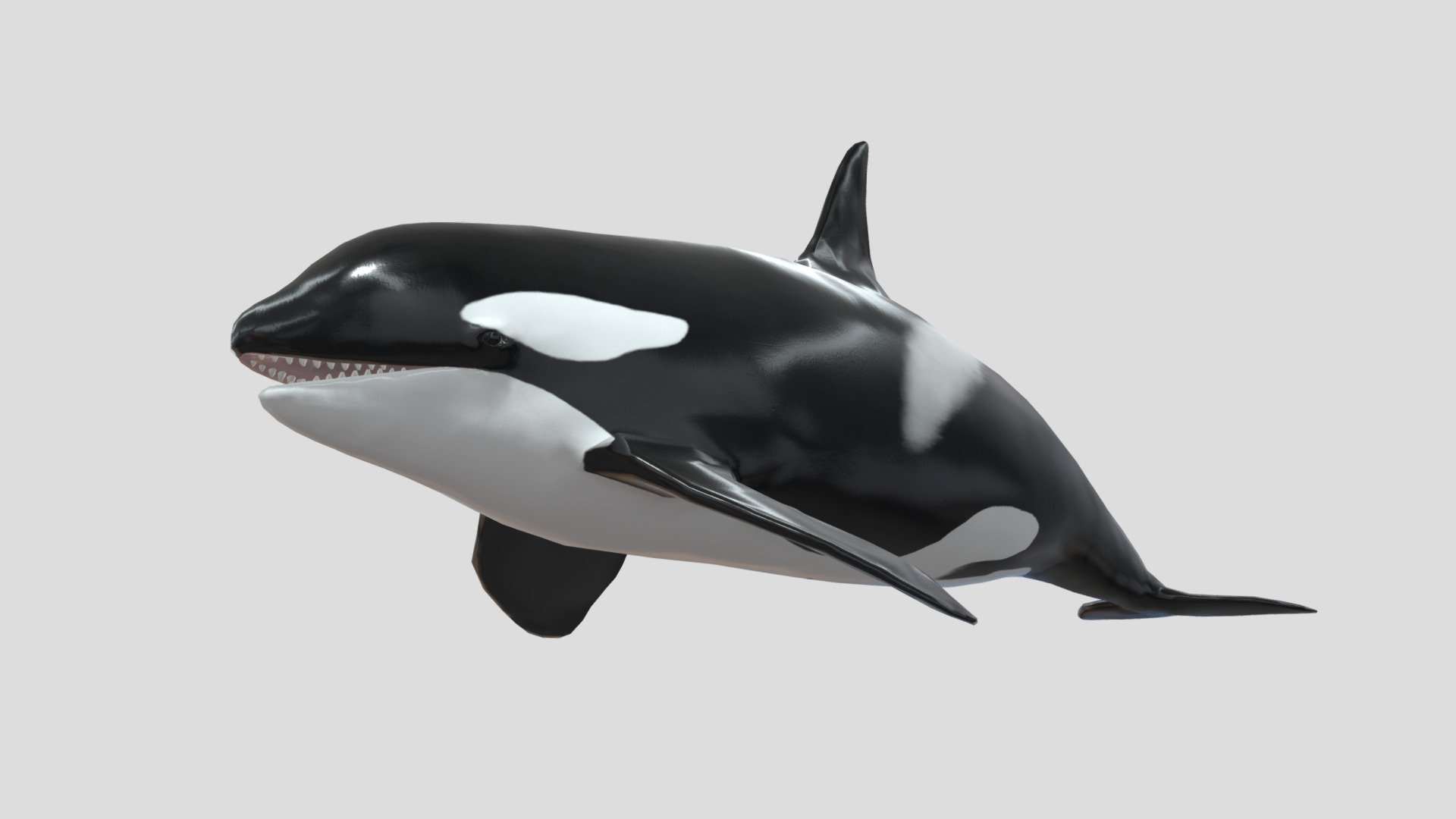 3D model Dolphin with animations
- Attack
- Hits
- Eat
- Swim
- Swim fast
- Dead
- Dead swim
- Idle
- Resurrection - Killer_whale - Buy Royalty Free 3D model by Mixall (@Mixaills) 3d model