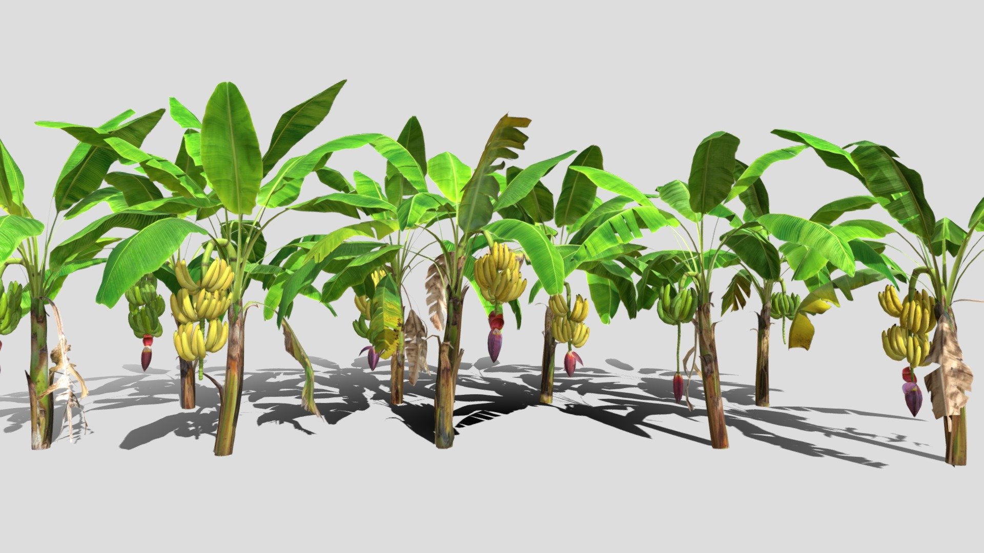 Banana plantation - 3D model by Buncic 3d model