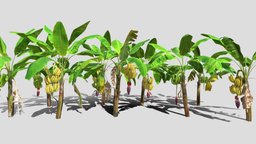 Banana plantation plant, fruit, flower, banana, leaf, jungle, plantation, plantain