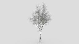 White Birch Tree-ST-35 white, birch, 3d-model, 3d, lowpoly, whitebirch, asma3d, 3dlowpolywhitebirch, white-birch, weisse-birke, bai-hua