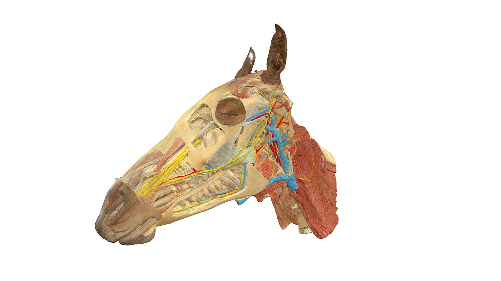 Pferd, Kopf, Topographie (5) (Plastinat) - Horse, head, topography (5) (plastinate) - 3D model by Vetanat.UZH 3d model