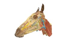 Horse, head, topography (5) (plastinate) 