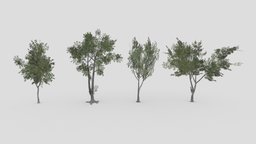 Conocarpus Tree- Pack- 01 pack, collection, conocarpus, lowpoly-conocarpus, 3d-conocarpus