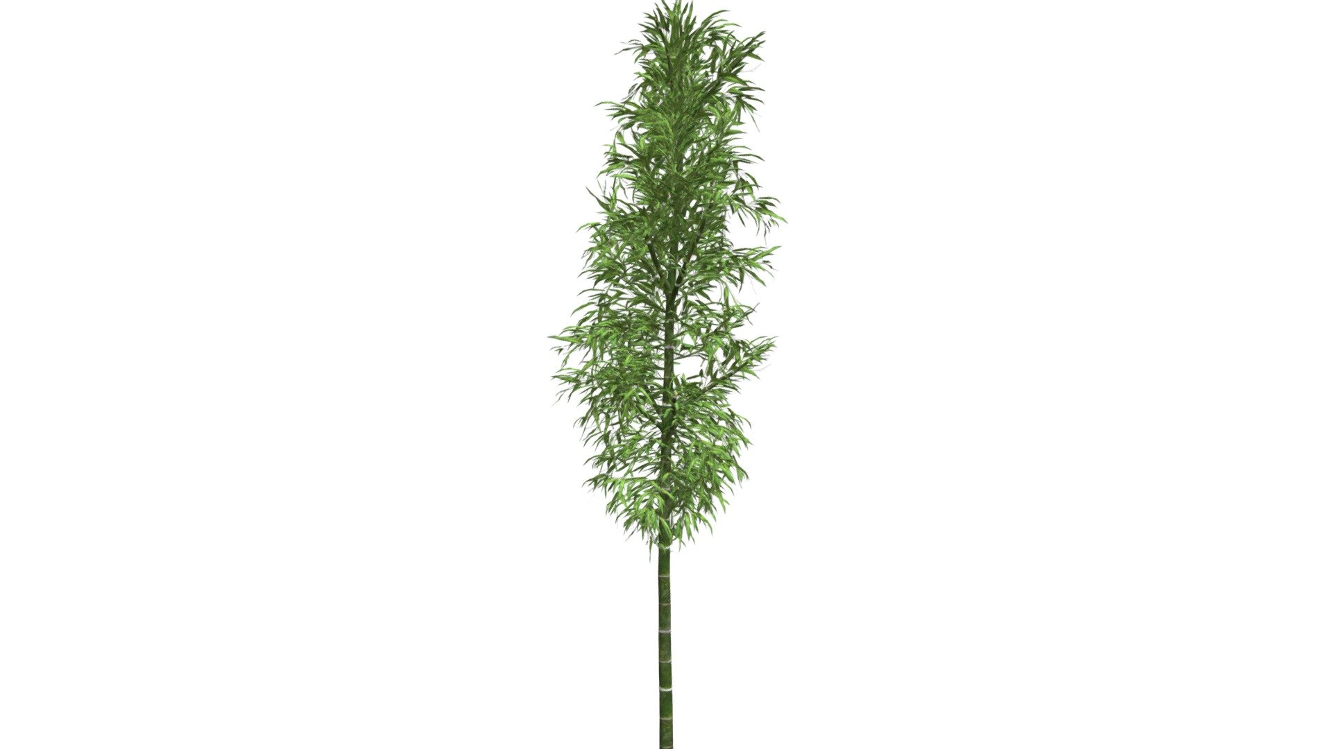 A realistic 3D model of the Bamboo plant. Mapped and textured with high poly count 3d model