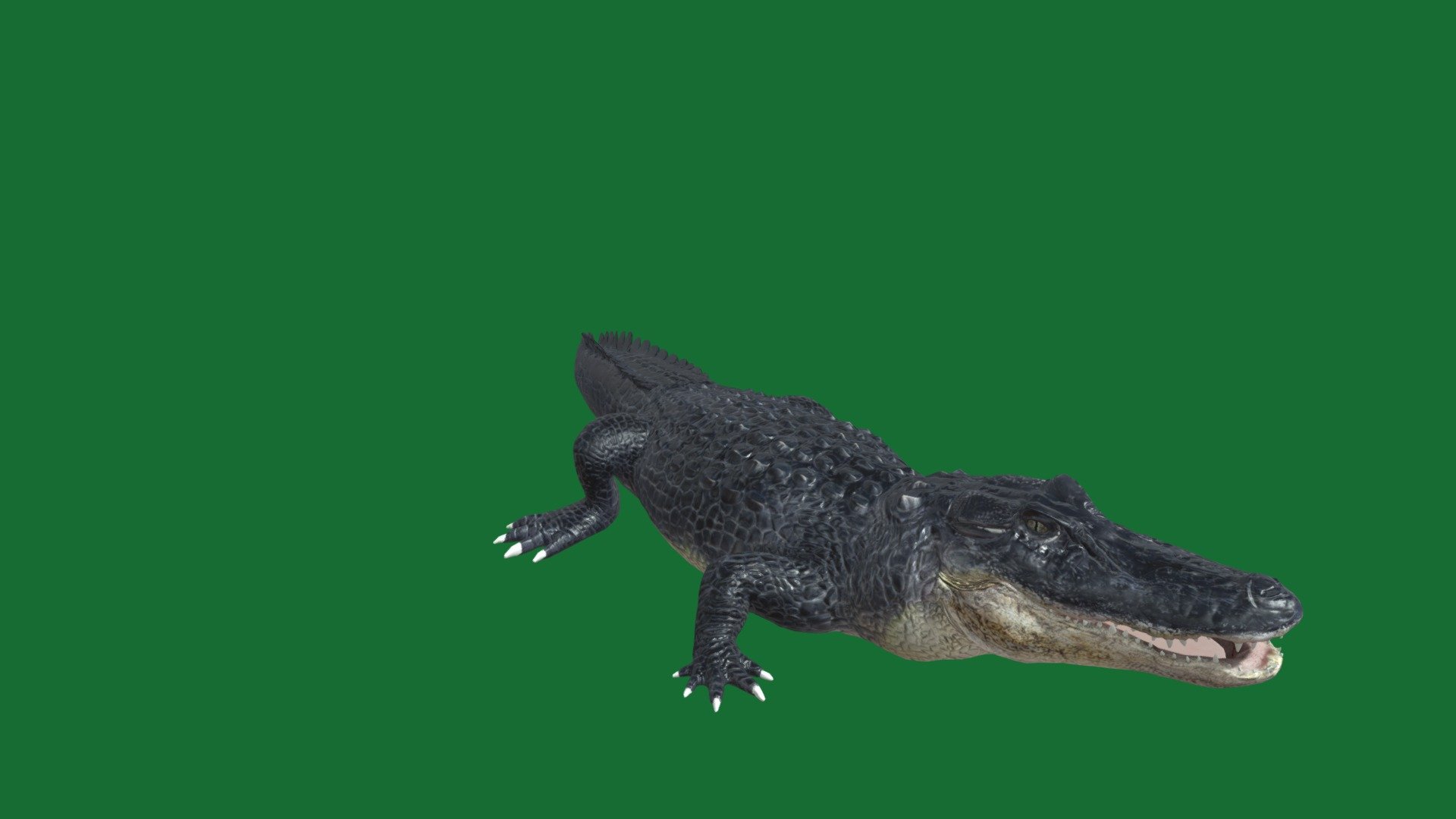 Alligator animals -  model repaired (animation did not work / bones / mesh ) repaired with model editor.

if original glb model did not work in Blender ?   pls use blender 29.0/1 .                   will not work for glb file in blender 3.0 and above .

An alligator is a crocodilian in the genus Alligator of the family Alligatoridae. The two extant species are the American alligator and the Chinese alligator. Additionally, several extinct species of alligator are known from fossil remains. 
Speed: 20 mph (Maximum, In The Water)
Lifespan: American alligator: 30 – 50 years
Grouping: congregation dictionary.com
Class: Reptilia
Family: Alligatoridae
Order: Crocodilia - Alligator 🐊 - 3D model by Nyilonelycompany 3d model
