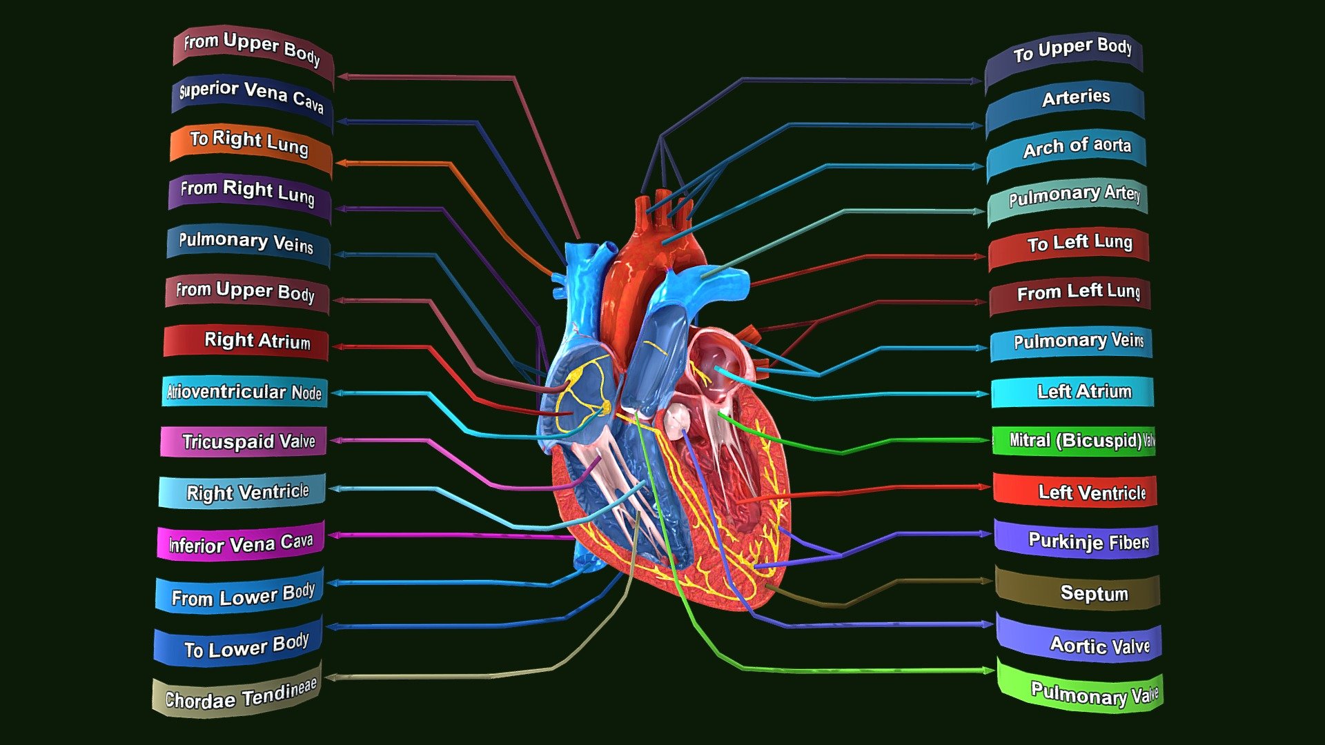 Human Heart Anatomy Labeled
Human Heart Anatomy Labeled 3d model for students to Learn anatomy.


Human #Heart #Anatomy #Labeled #3d model - Human Heart Anatomy Labeled - Buy Royalty Free 3D model by srikanthsamba 3d model