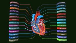 Human Heart Anatomy Labeled to, anatomy, heart, for, hearts, learn, students, heartbeat, 3d, lowpoly, model, human, labeled