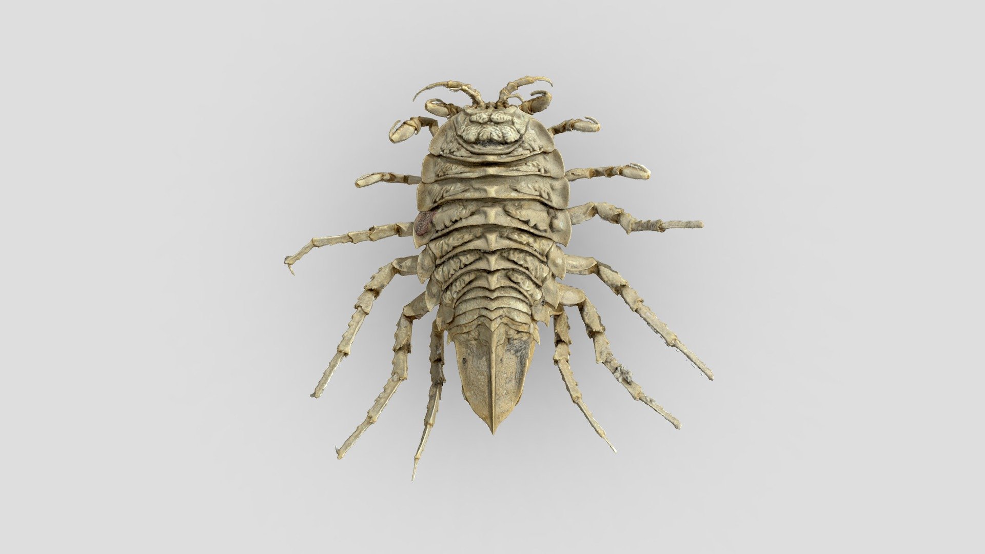 Glyptonotus antarcticus Eights, 1852  is a benthic marine isopod crustacean in the suborder Valvifera. This relatively large isopod is found in the Southern Ocean around Antarctica. This 3D model is from a specimen (MNA-02712) collected in the framework of the National Science Foundation (NSF) ICEFISH 2004 cruise.

G. antarcticus is a powerful carnivore and scavenger, an ecological role that brings this species to be caught in baited traps. It capable of active swimming, which is performed in an upside-down position.

Eggs and young are brooded for more than one year in the female's marsupium  formed by a series of specisalized appendages (oostegites). Here the eggs are nourished by a maternal secretion.

Respiratory chamber is located ventrally to the pleotelson, consisting in two leaf-like uropods, that ventilate the animal; also pleopods, thin and flattened, help the respiratory processes with continuous movements 3d model