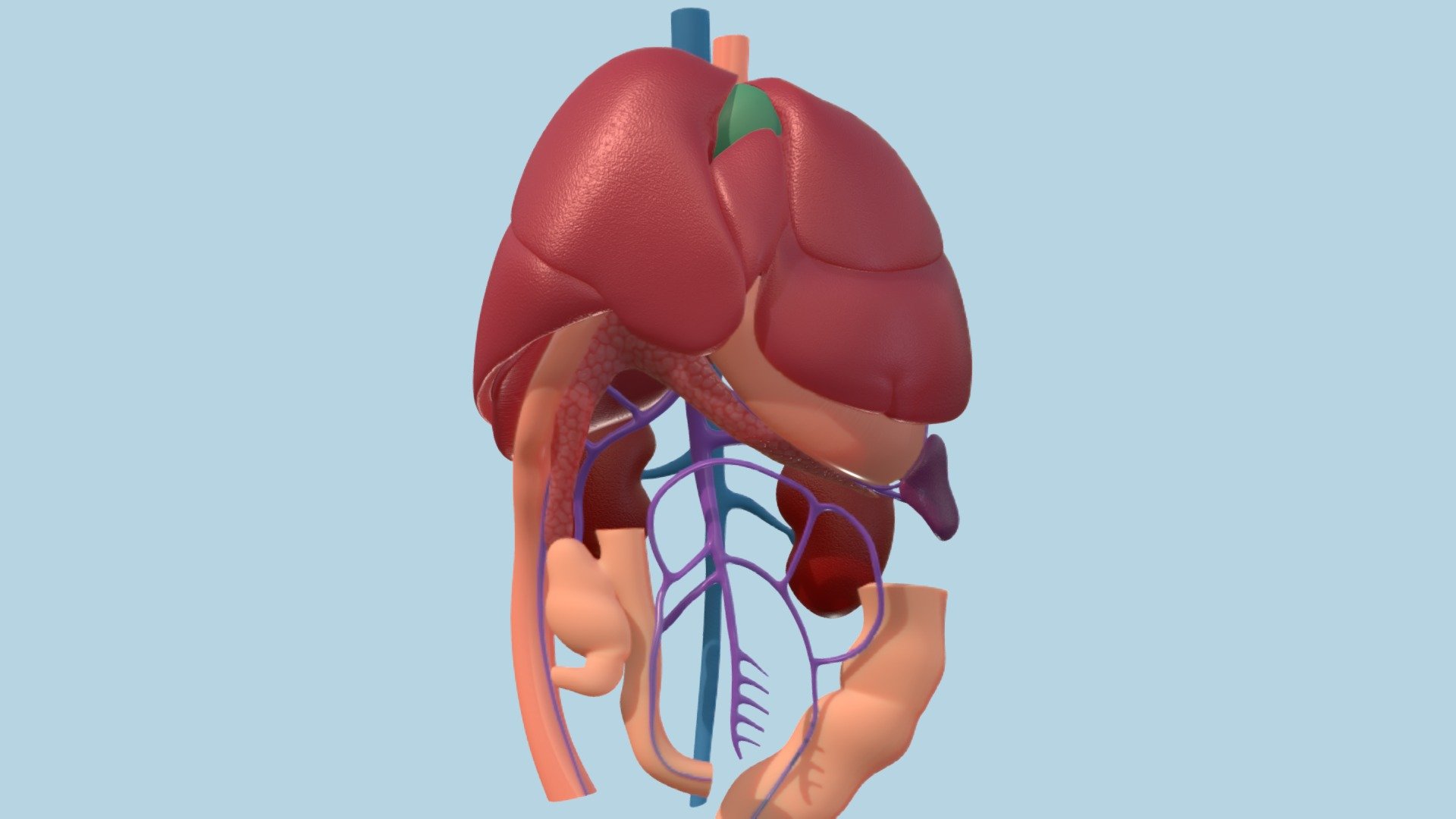 Canine abdominal anatomy - 3D model by ERC 3d model