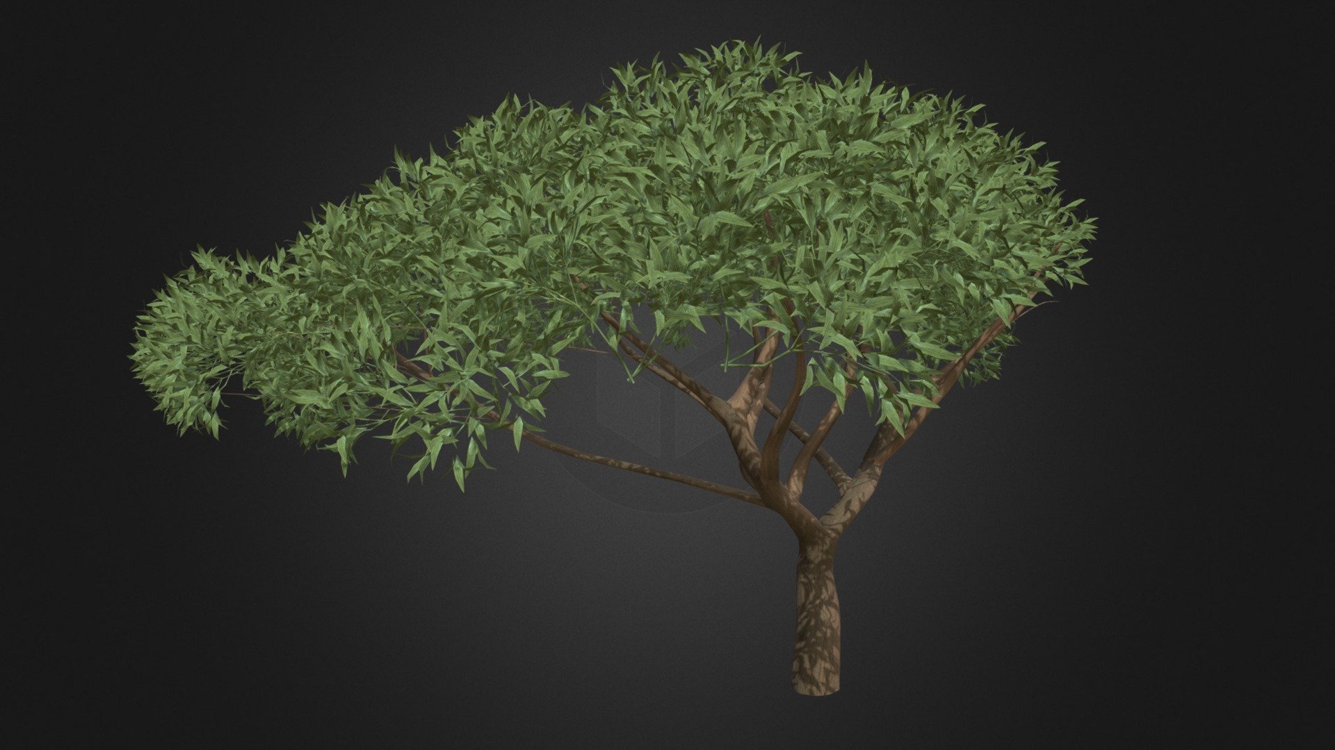 3d model of thorn tree (Acacia). Compatible with 3ds max 2010 or higher and many others 3d model