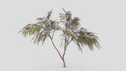 Eucalyptus Tree- 04