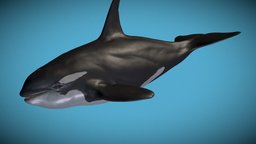 Killer Whale Swim Animation fish, b3d, monsters, dolphin, creatures, killer, ocean, aquatic, type, whale, orca, swimming, antarctica, orcas, killerwhale, character, game, animation, animated, rigged, sea