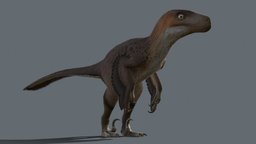 Utahraptor raptor, utahraptor, paleontology, dinosaurs, cretaceous, game-ready, lowpolymodel, animated-character, raptor-dinosaur, dromeosaurid