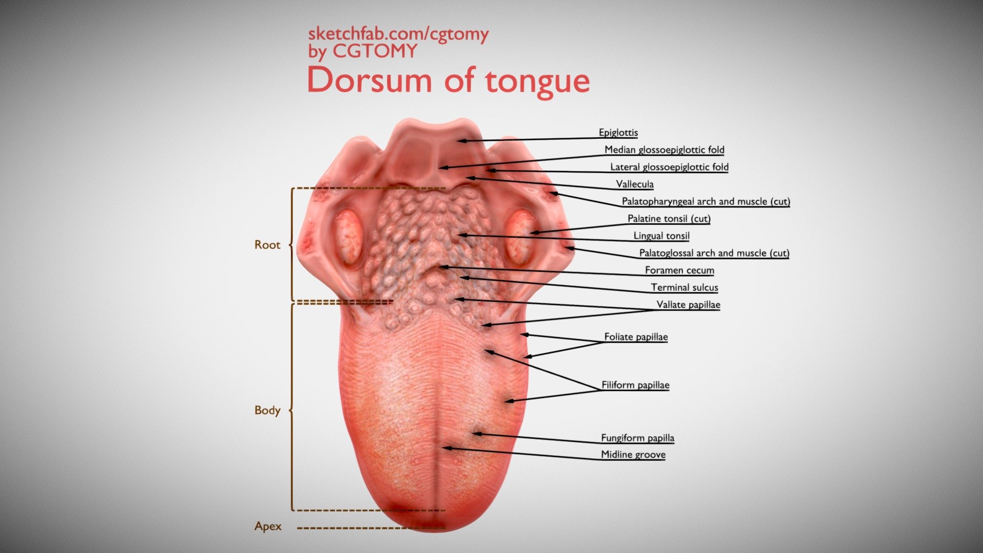Dorsum of tongue,

by CGTOMY-Advancing Anatomical Science with CG Interactive Technology.Information based on FRANK H. NETTER’s Atlas.

We are a group of 3D designer &amp; specialized anatomical content developers that provide scientifically accurate biology anatomical 3D modeling.Open model custom requests&amp;assignments for educational research，If you need more high-definition anatomy 3D model resources, please contact us: cgtomy-service@outlook.com.

Any academic discussions and difficult questions are welcome.
 - Dorsum of tongue - Buy Royalty Free 3D model by CGTOMY 3d model