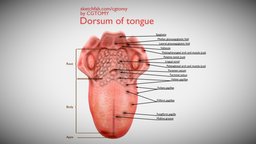 Dorsum of tongue