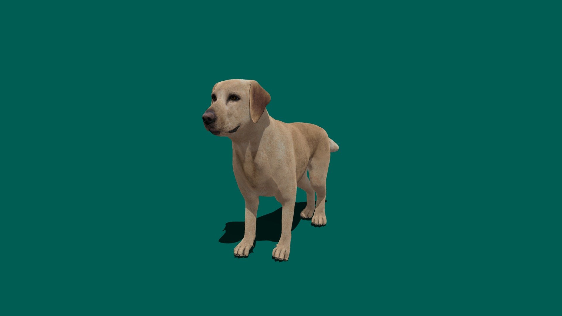 for LabradorRetriever for store
The Labrador Retriever or simply Labrador is a British breed of retriever gun dog. It was developed in the United Kingdom from fishing dogs imported from the colony of Newfoundland, and was named after the Labrador region of that colony 3d model