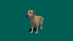 Labrador Retriever pet, animals, mammal, retriever, labrador, creature, nyi, nyilonelycompany
