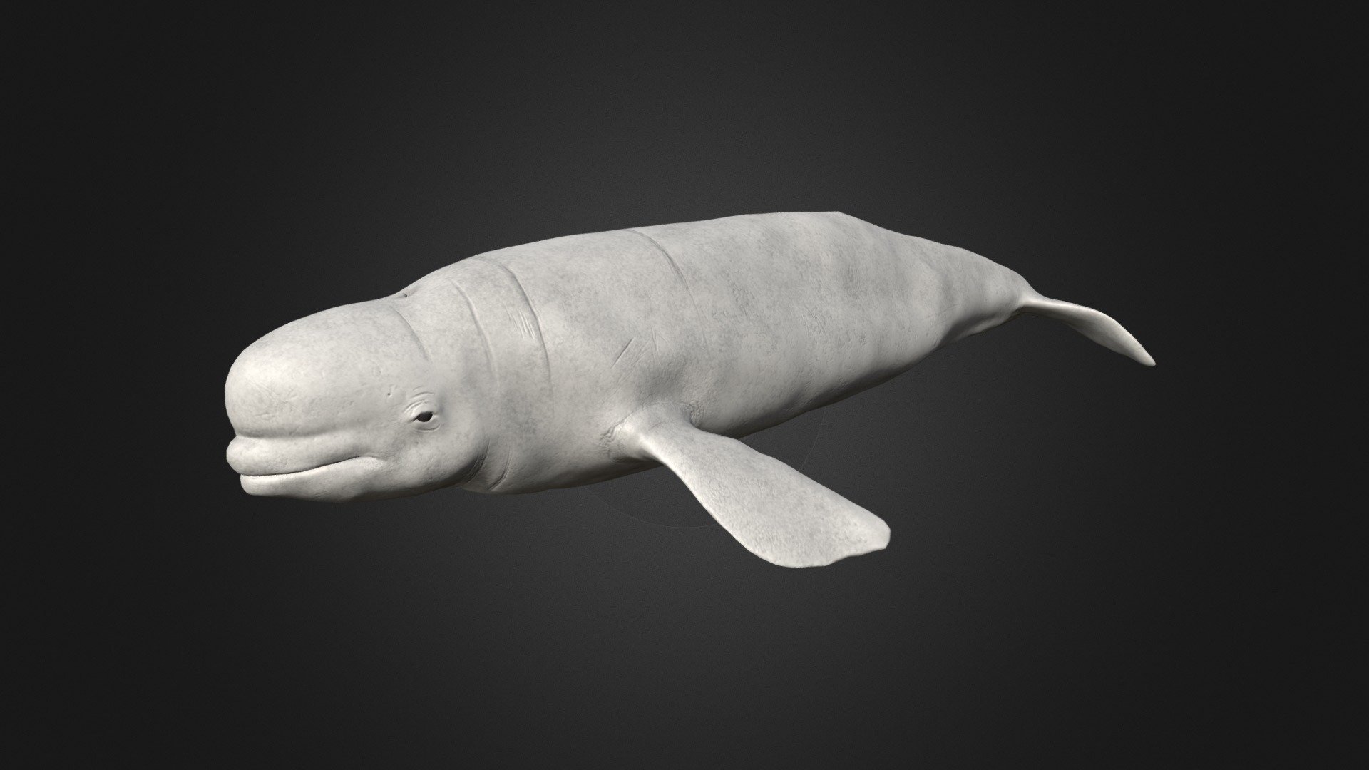This asset has Beluga whale model.

Model has 4 LOD.



16400 tris



12350 tris



6650 tris



2900 tris



Diffuse, normal and metallic / Smoothness maps (2048x2048).

35 animations (IP/RM)

Attack 1-2, death,eat, hit (back,front,midle), idle 1-2, ,swim attack ,swim (f-fl-fr-fu-fd), swim slow(f-fl-fr-fu-fd), turn (left,right) etc.

If you have any questions, please contact us by mail: Chester9292@mail.ru - Beluga - Buy Royalty Free 3D model by Darina3D 3d model