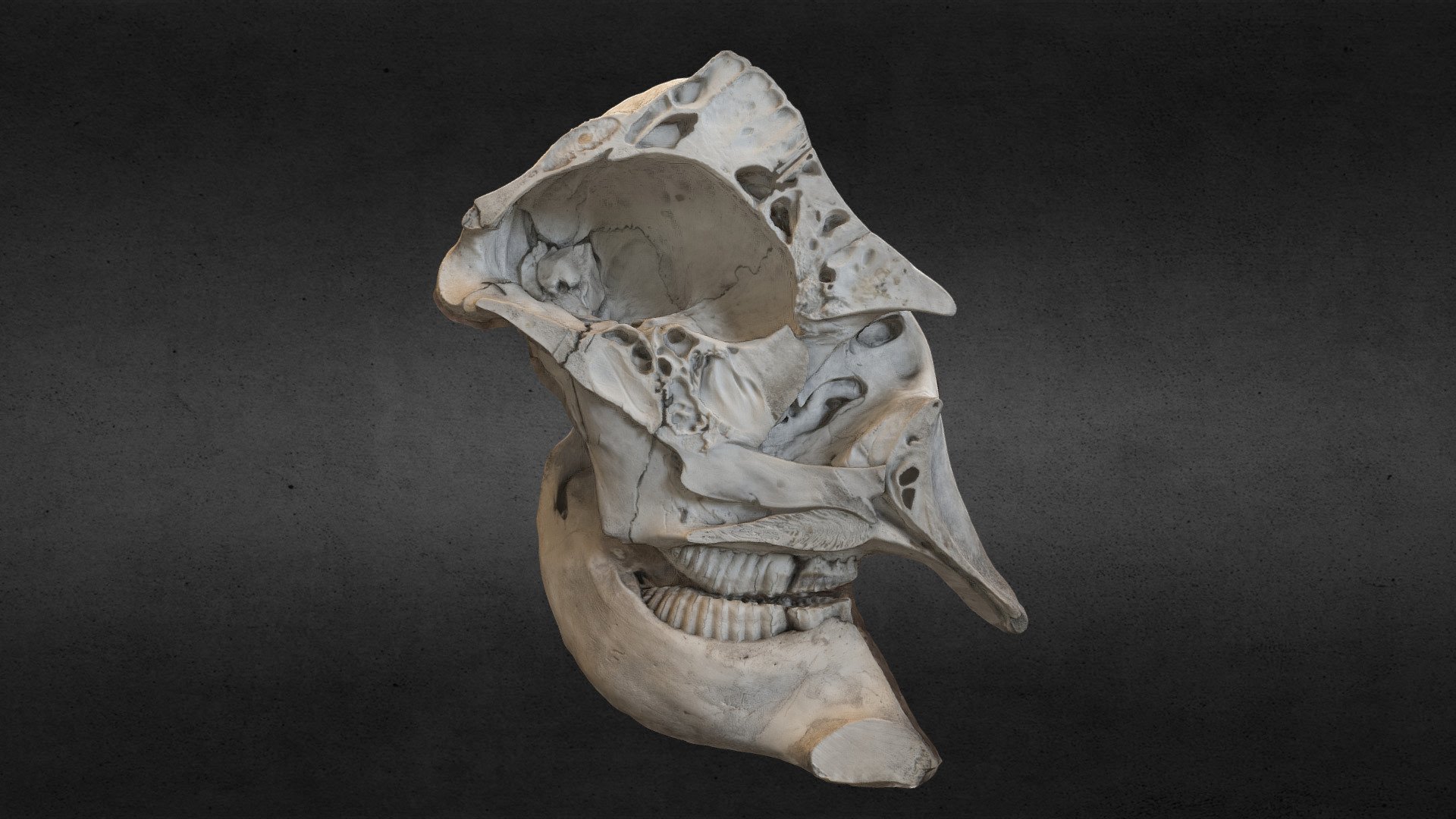 Museum National d'Histoire Naturelle, Paris, France. Asian Elephant.

3D scanned using Agisoft Photoscan 3d model