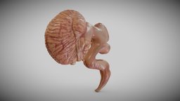 Fetal brain week eight anatomy, biology, baby, pregnant, science, week, fetus, ebers