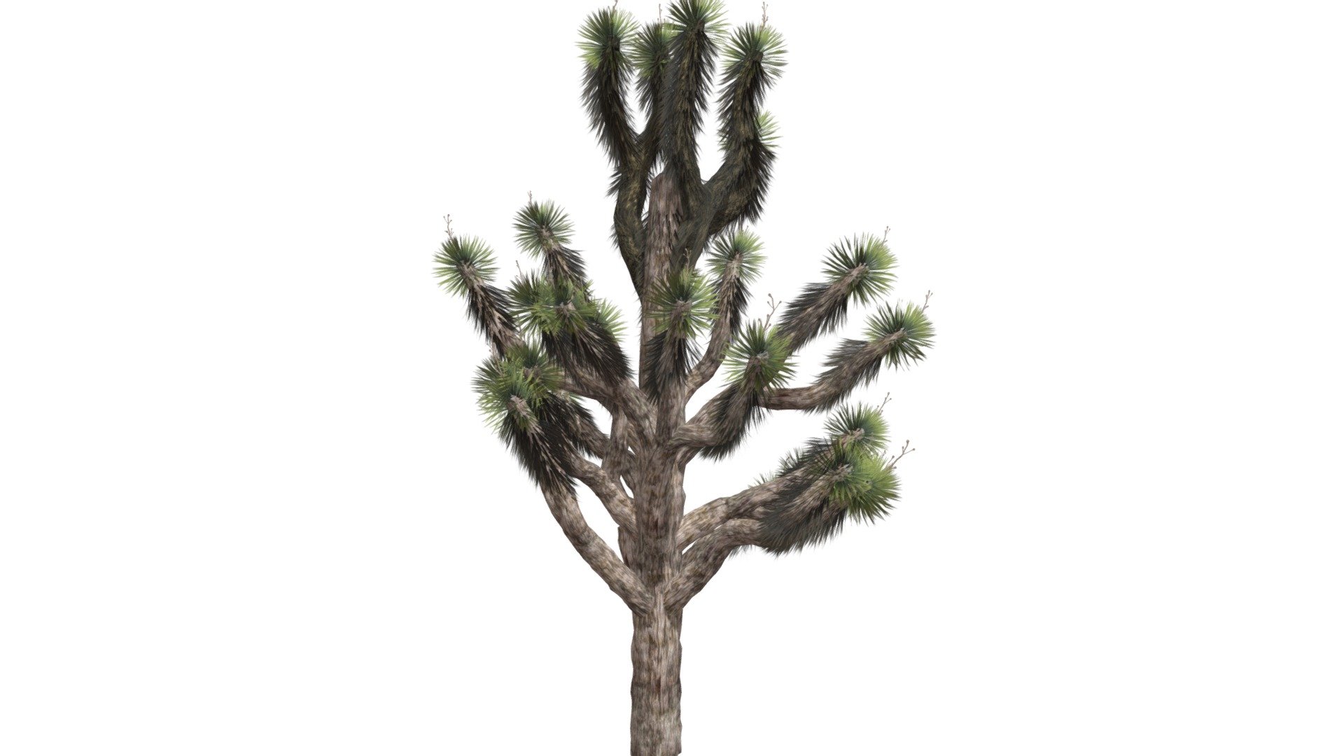 This 3D model of the Joshua Tree is a highly detailed and photorealistic option suitable for architectural, landscaping, and video game projects. The model is designed with carefully crafted textures that mimic the natural beauty of a real Joshua Tree. Its versatility allows it to bring a touch of realism to any project, whether it's a small architectural rendering or a large-scale landscape design. Additionally, the model is optimized for performance and features efficient UV mapping. This photorealistic 3D model is the perfect solution for architects, landscapers, and game developers who want to enhance the visual experience of their project with a highly detailed, photorealistic Joshua Tree 3d model