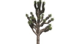 Joshua Tree #01 tree, realistic, nature, photoreal, joshua-tree, desert-tree