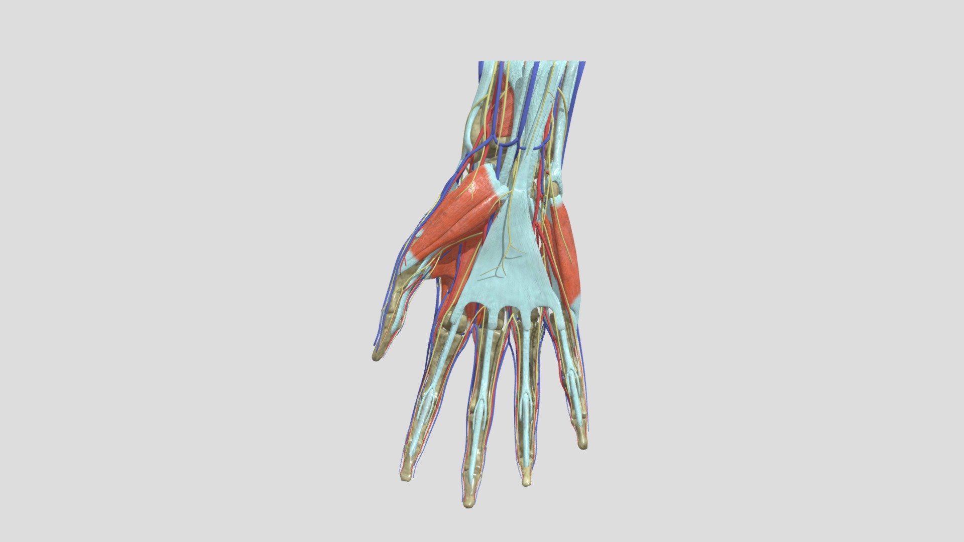 Anatomy of the Human Hand - Anatomy of the Human Hand - 3D model by frisojansen 3d model