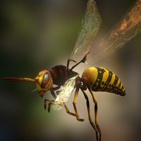Hornet horns, bee, wasteland, wasp, lowpolymodel, character, game, lowpoly