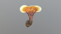 Ganoderma Lucidum Mushroom(8K) mushroom, reality, photogrametry, 8k, selling, photoscan, game, pbr, scan