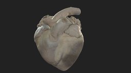 heart (cor) horse heart, herz, pferd, horse, veterinary-anatomy