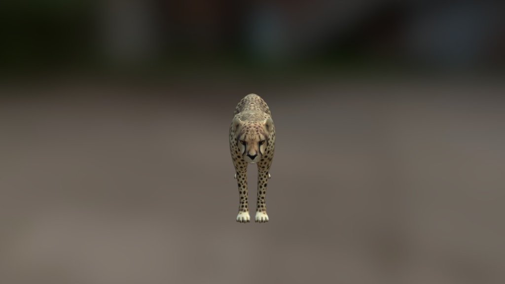 Cheetah High Poly - 3D model by athomestudios 3d model
