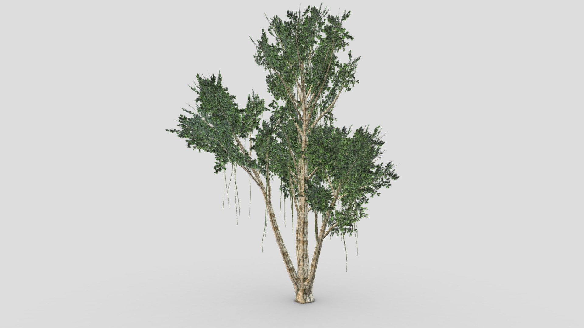This is a 3D low poly model of the Agarwood Tree. I designed this tree based on my reference and idea. I hope you will use this in your project 3d model