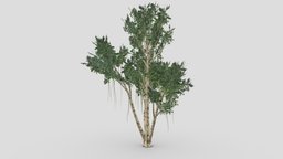Agarwood Tree- 03 plant, unreal, lowpolytree, unity, lowpoly, agarwood, 3dagarwood