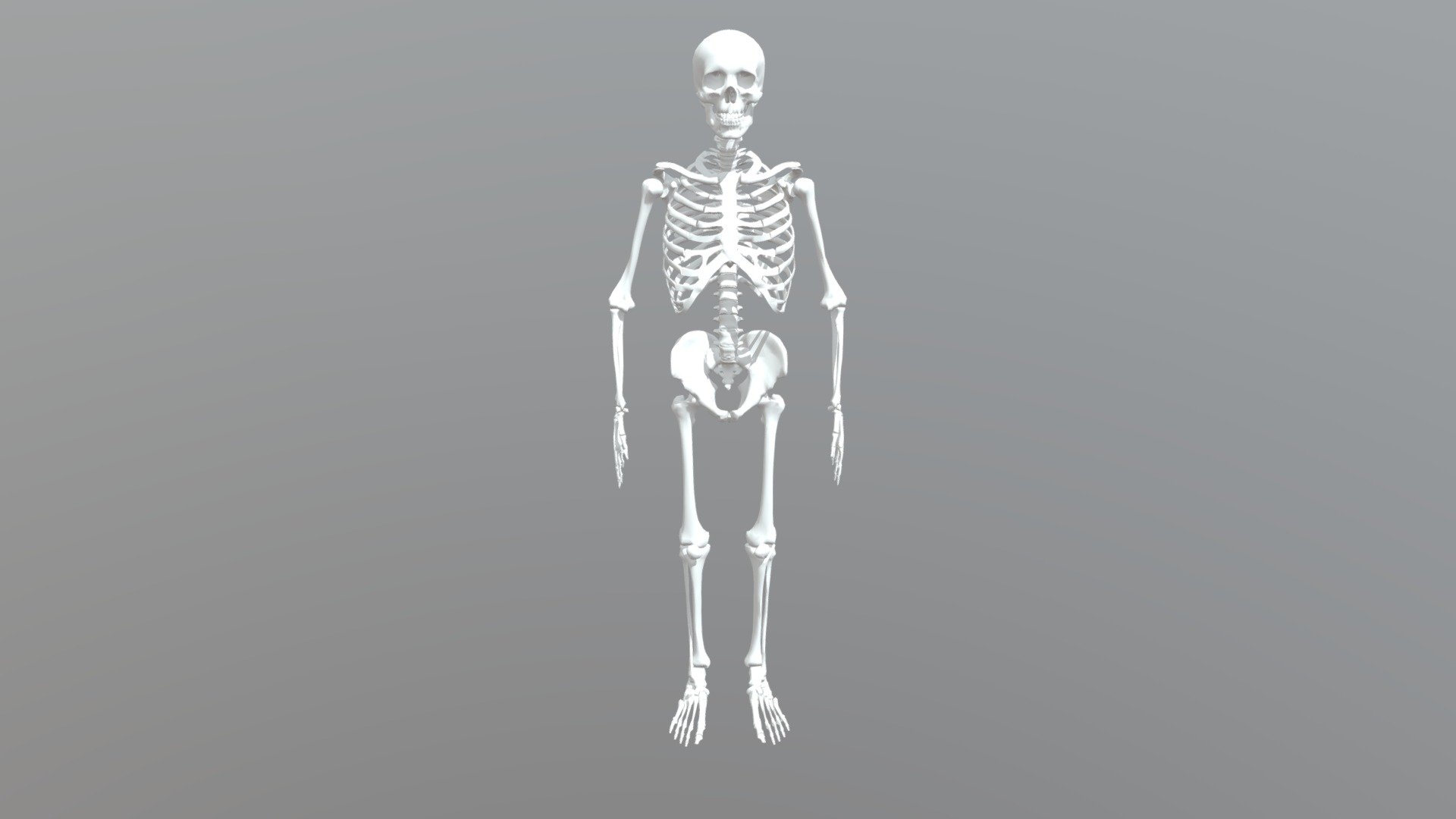 This is the 3D model of human skeleton - Human Skeleton - Buy Royalty Free 3D model by mahmoud147 3d model