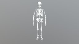 Human Skeleton skeleton, anatomy, human-anatomy, human-bones, human-skeleton, human, bones