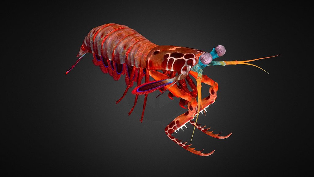 peacock mantis shrimp - Mantis Shrimp - 3D model by 3dsam79 3d model