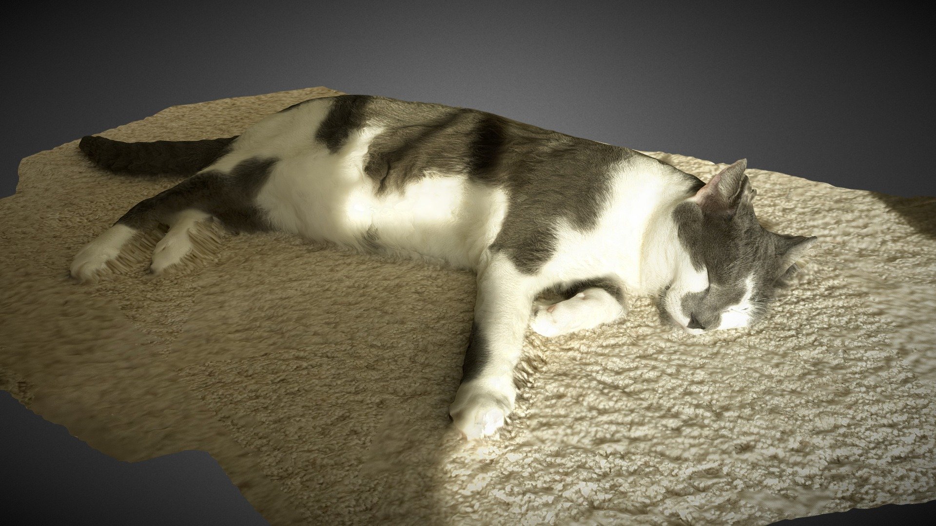 This is Atticus, having his customary mid-afternoon nap in the sun 3d model